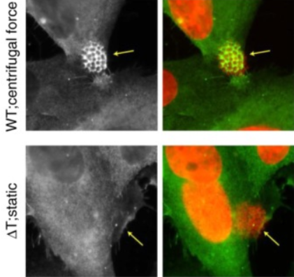 type activation sialic pili mediates acid iv xavier linked mathieu nassif